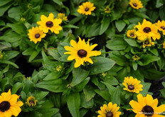 Tablemate, een compacte en vrij uniforme Rudbeckia