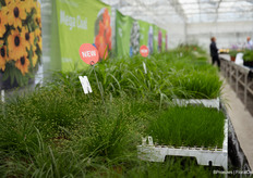 Alle grassen op een rijtje