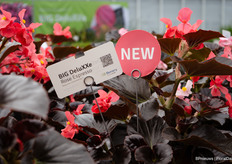 Begonia BIG DeluXXe is ook nieuw bij Benary