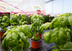 Een van de introducties is de Basil