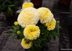 En de African Marigold Lanna Lace