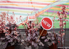 Heuchera Heucherette pink is ook een nieuwe introductie