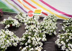 Galactic Mist White is ook nieuw, een hele rijkbloeiende Bacopa