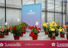 Sundaville serie bij Suntory Flowers Europe