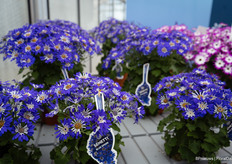 Senetti Blue Spoon staat ook in de spotlights
