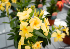 Sundaville Golden Hour