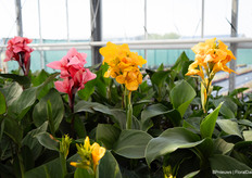 Cannova is een belangrijke serie in het assortiment van Takii