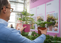 Frank van der Aar van ABZ Seeds laat het verschil tussen een plant voor in een potje op het balkon en voor in de groentetuin zien.