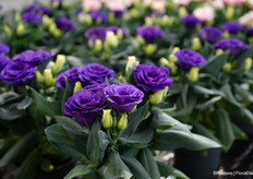 Julietta Blue, een mooie compacte Eustoma Grandiflorum