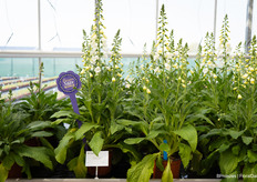 Vorig jaar was Digitalis Purpurea Hannabee de winnaar van de FleuroStar awards