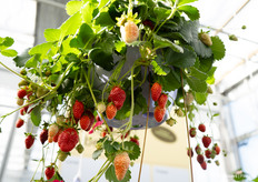 Hangpotten aardbeienplanten die rijkelijk bloeien en groeien