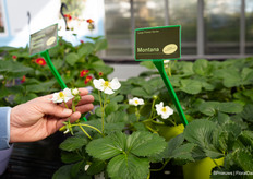 Grootbloemige aardbeienplanten