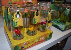 Hier de woestijnplanten..