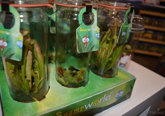 ..en de moerasplanten in close-up.