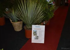 Bental kweekt tropische planten. Op de beurs presenteerde het bedrijf deze nieuwe soort: de zgn Yucco rostrata