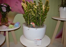 O.a. op de noviteitenwall, de 'Lucky White' van kwekerij Edplant. De plant is op dusdanige wijze veredeld dat de bladranden wit zijn (en niet, zoals normaal gesproken, groen).