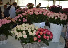 In het Juliana Paviljoen was een uitgebreide tentoonstelling rozen te zien