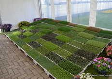 FloriPro Services Syngenta