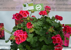 Caliope Red Splash De Calliope Red Splash is ook een nieuwkomer van FloriPro Services Syngenta. Deze heeft een robuuste plantopbouw en bloeit continue gedurende de hele zomer. De Calliope is zelfschonend.