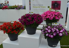 De Sanguna Patio wordt tijdens Flower Trials gepresenteerd in de kleuren Pink Morning en Twirl Purple.