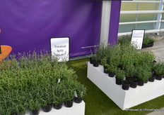 Robbin van den Berg: “Er is een proef gedaan met ongeveer 2 x 50 lavendelplanten. Alle honderd planten hebben dezelfde teeltwijze ondergaan. De ene groep van 50 heeft een behandeling gehad met HiCure en de andere niet. Zie hier het resultaat. “ Hicure van Syngenta is een biostimulant ter verbetering van houdbaarheid, kwaliteit en weerbaarheid van sierplanten en bomen.