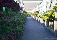 De ingang van Florensis met de Calibrachoa Can-Can Roses Magneta aan de linker zijde.