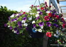 The Calibrachoa Caberet Mix Masters Revue of Florensis in de Grow and Go pot van Desch Plantpak.