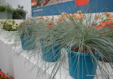 Hier zie je een blauwe pot van Desch Plantpak.