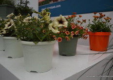 De andere Natural kleuren uit de collectie van Desch Plantpak.