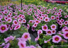 The Conga: Pink Kiss (Calibrachoa x hybrid) is een compacte plant die zeer geschikt is voor de tuintafel. Volgende zomer 2016 zal deze plant op de markt komen. De Conga serie bestaat uit 4 kleuren.