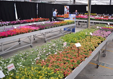 De Conga serie van Florensis bestaat uit 4 kleuren.