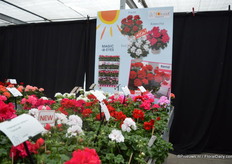 Drie niewe kleuren zijn er toegevoegd aan de Toscana serie van Florensis; wit (Eva), rood (Paula) en roze (Kasecha).