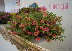 The Chameleon van Florensis. Deze plant bloeit rijk en wild, net als de Can Can. Door de zomer heen verwisselen de bloemen van kleur. Deze Chameleon serie bestaat uit 6 verschillende kleuren