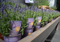 De Lavendel met een nieuw concept; Essence. Met dit concept probeert Florensis de lavendel wat bekender in de markt te krijgen. De Essence is een winterharde meerjarige plant en bloeit 10 dagen eerder dan de welbekende Hidcote.