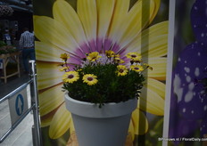 De Blue Eyed Beauty is onderdeel van de Serenity serie (Osteospermum ecklonis) van Florensis. De plant was genomineerd voor de Fleurostar award voor de gele bloem met het felle oog.