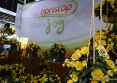 Nonstop JOY is de eerste semi-trailing begonia in de Nonstop familie en de eerste ooit uit zaad. De begonia heeft een goede vertakking en een compacte groeiwijze. Dit maakt de plant ideaal voor transport. Zoals de naam al zegt, Nonstop bloeit de hele zomer lang tot de eerste vorst valt.