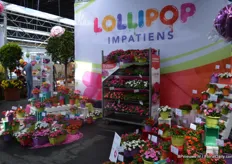 Lollipop is een geheel nieuwe serie impatiens van Benary. Op het moment bestaat de serie uit 8 kleuren. De plant bloeit vroeg en de bloemen bloeien dicht op elkaar. Alle planten worden gekweekt uit zaad.