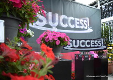 The Success petunia serie van Benary bestaat uit 8 kleuren en was vorig jaar geintroduceerd. `