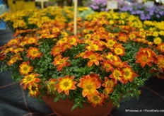 De BeeDANCE painted red.