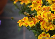 De BeeDANCE painted yellow.