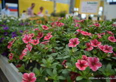 De Calibrachoa Kali Rose White Edge. De White Edge is onderdeel van de Kali serie, samen met de Princess and Terracotta. Deze serie bloeit tegelijkertijd.