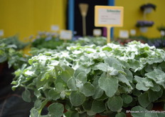 De Helichrysum Ian Silver Compact. Het is een stevige en compacte plant.