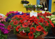 De Petunia Success Red is onderdeel van de Petunia Success serie. De Success Red is uit zaad gegroeid. De gehele serie bloeit tegelijkertijd.