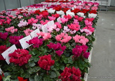 De Facila is een nieuwe mini serie van Varinova die bestaat uit zeven kleuren. De planten hebben een ronde vorm en veel bladeren en bloemen. Deze serie komt ter vervanging van de musical serie.