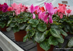 De Contiga serie van Varinova is nieuw en bestaat momenteel uit 10 kleuren. Deze serie komt ter vervanging van de Maxora.