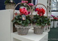 De Pythagoras kenmerkt zich door het gebruik van 3 kleuren Cyclamen in 1 pot. Het concept is een aantal jaar geleden geintroduceerd en wordt nu door Euflorie gekweekt.
