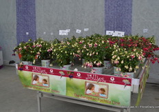 De Jollies van Brandkamp. Drie kleuren zijn toegevoegd aan deze serie: La Grande Provence, La Grande Alsace and La Grande Corse. De serie bloeit door en heeft veel bloemen.