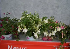 Er zijn zes kleuren toegevoegd aan de kleinbloemige Jollies van Brandkamp. De Toulon bijvoorbeeld. Deze heeft witte bloemen met een groene tint.