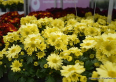 De Pemba Canari is toegevoegd aan de Pemba serie. Deze serie bloeit in 4 tot 7 weken.