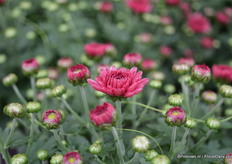 De Branfountain Purple is toegevoegd aan de mini mums serie. De plant bloeit gelijktijdig en is goed op pot te kweken.